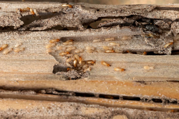 Best Best Pest Control Companies  in Abbeville, AL